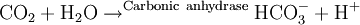 \rm CO_2 + H_2O \rightarrow^{Carbonic\ anhydrase} HCO_3^- + H^+